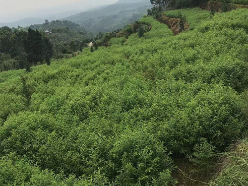 桃树苗销售商家解析桃树苗定植后下一年夏季该怎么修剪