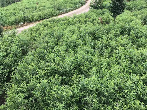 桃树苗销售基地讲述桃树苗主枝修剪长短的方法