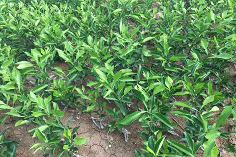 种植大雅柑苗地形土壤该怎样选择