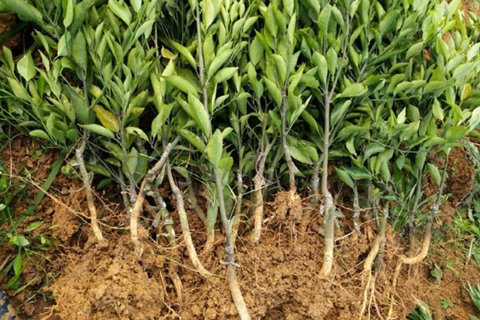 解析种植大雅柑苗水份的规定