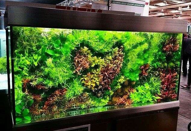 贵州生态鱼缸图片