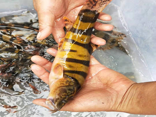 眉山长薄鳅苗养殖场带你了解生物质特征