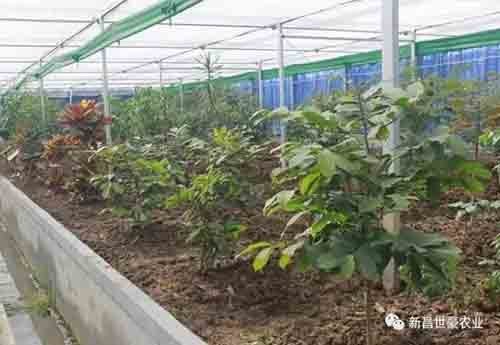 科普园地南药园