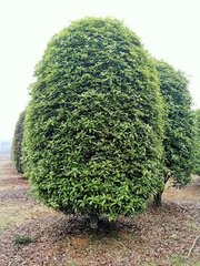 贵州绿化苗木销售厂家