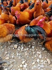 贵州山鸡养殖
