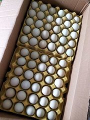南宁初生鸡蛋销售厂家