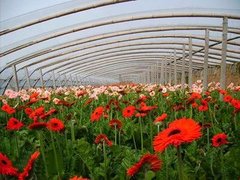 贵州花卉养殖厂家