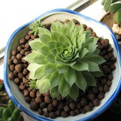 种花陶粒怎么用?