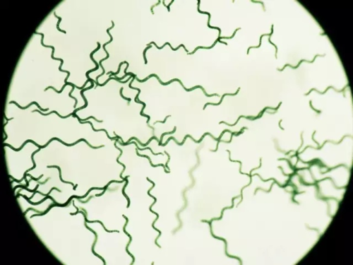 螺鲜藻肿瘤防治作用及研究