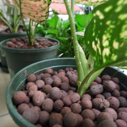怎么用陶粒养花?