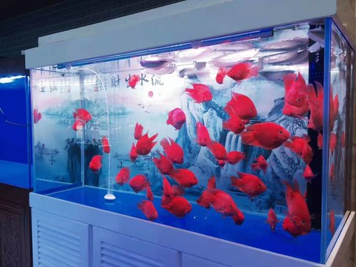 生态鱼缸的海水缸和淡水缸有什么区别?