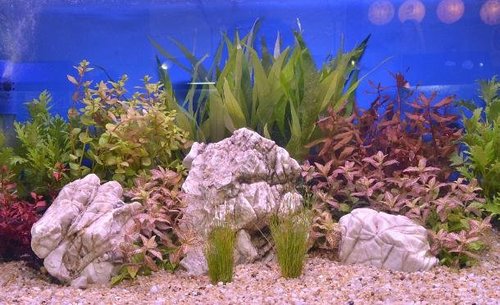 水族箱的保养