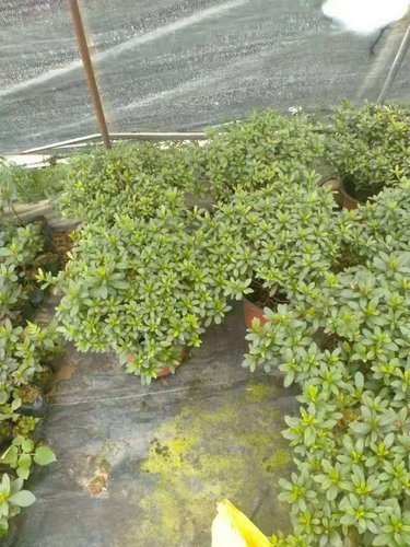 苗木種植要點