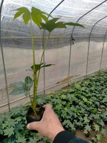 綠化與園林的關系