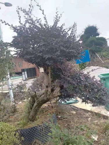 城市綠化跟房屋綠化標準