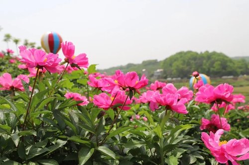 中药材植物科普——芍药