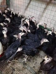 贵州供应中心销售鸡苗厂家