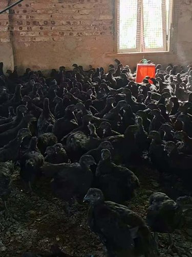 农村如何养殖乌鸡，方法与技巧