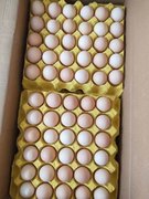 鸡蛋能否生吃，白色和红色哪种更有营养？这些知识“蛋”愿你知道