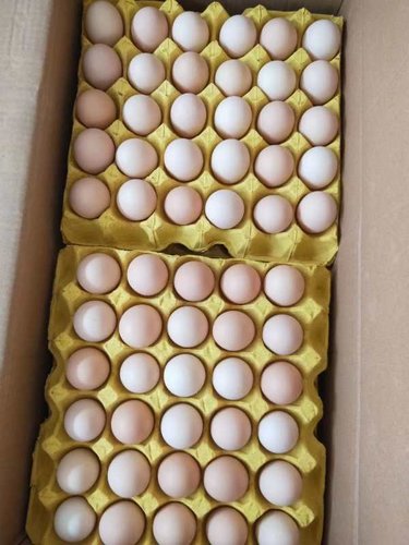 为什么超市卖的鸡蛋上没有屎？