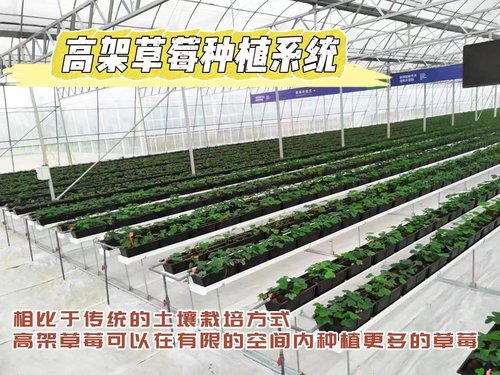 南宁温室蔬菜大棚：绿色农业的新名片