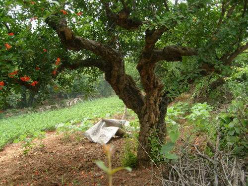 海南 石榴树