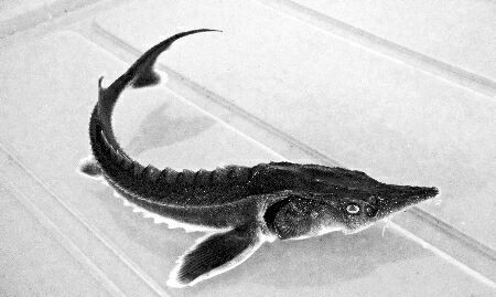 眉山西杂鲟鱼苗批发价格