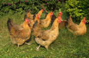 贵州土鸡苗养殖场浅谈如何保存鸡种蛋