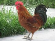 贵州土鸡苗厂家浅析鸡啄食羽毛发生的原因