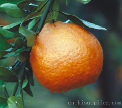 春见桔橙