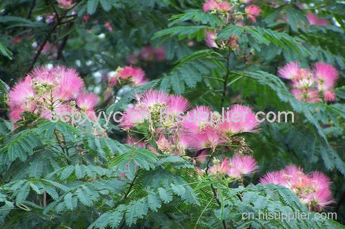 眉山芙蓉樹苗種植基地