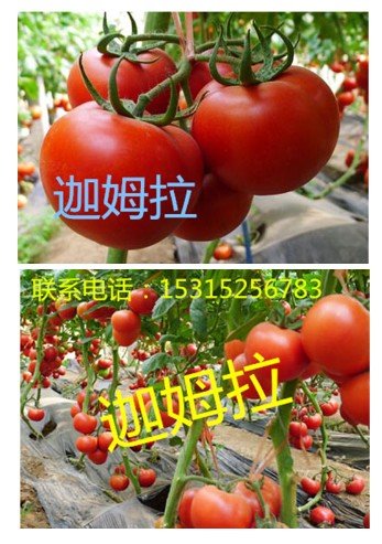 以色列进口西红柿种子【大红高产番茄种子】
