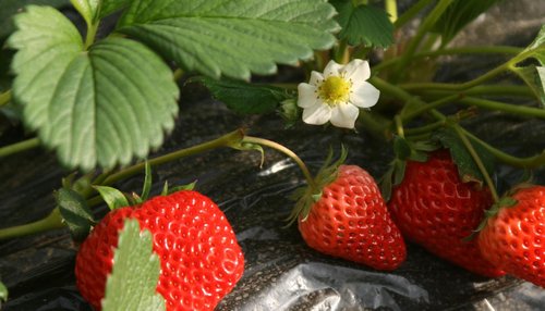 草莓喜温凉气候,草莓根系生长温度5