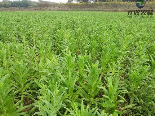 雲南苔菜種子供應|苔菜種植基地|元政農林