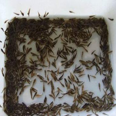 名特优新鱼苗种苗批发商家