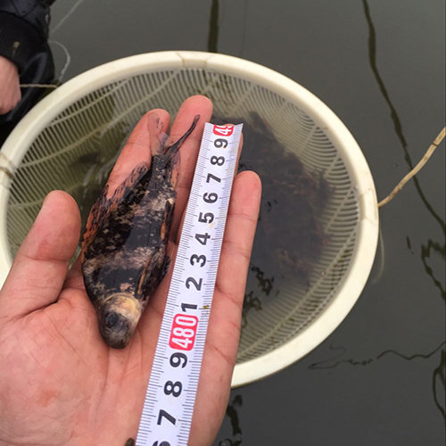 中华胭脂鱼鱼苗病害越来越严重, 特别是中华胭脂鱼鱼苗幼鱼不断发