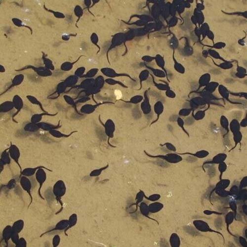 宜宾牛蛙苗供应信息