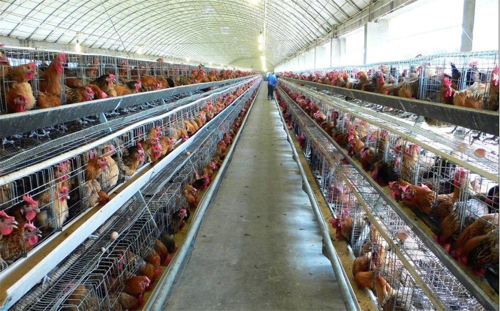 @聚江【蛋肉鸡喂料设备】【鸡鸭清粪带厂家】