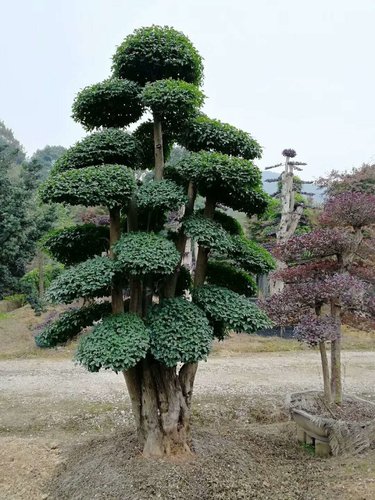 景观苗木