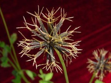 海口哪里有口碑好的海南鬼针草供应 东方茶叶代理